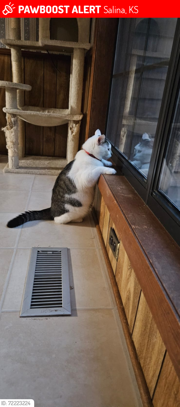 Lost Male Cat last seen Flying J truck stop, Salina, KS 67401