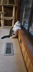 Lost Male Cat last seen Flying J truck stop, Salina, KS 67401