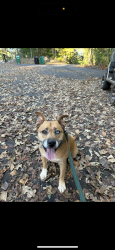 Lost Male Dog last seen none , Martin, GA 30557