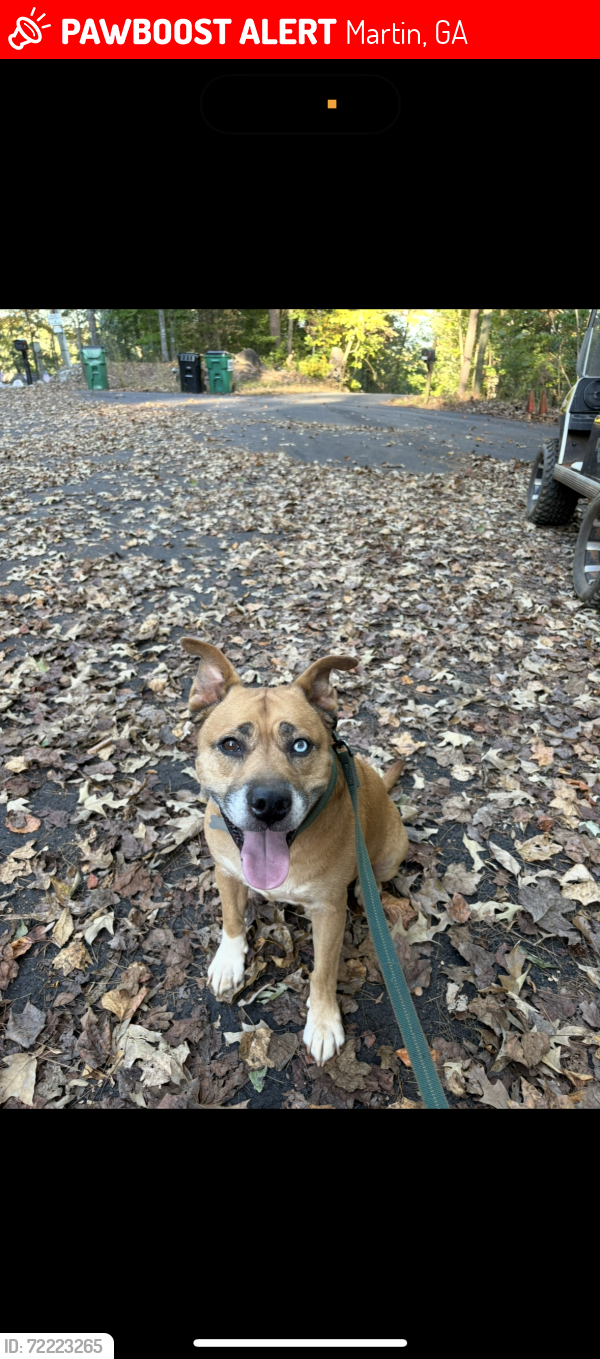 Lost Male Dog last seen none , Martin, GA 30557