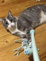 Lost Female Cat last seen Paralowie R - 12 School, Salisbury North, SA 5108