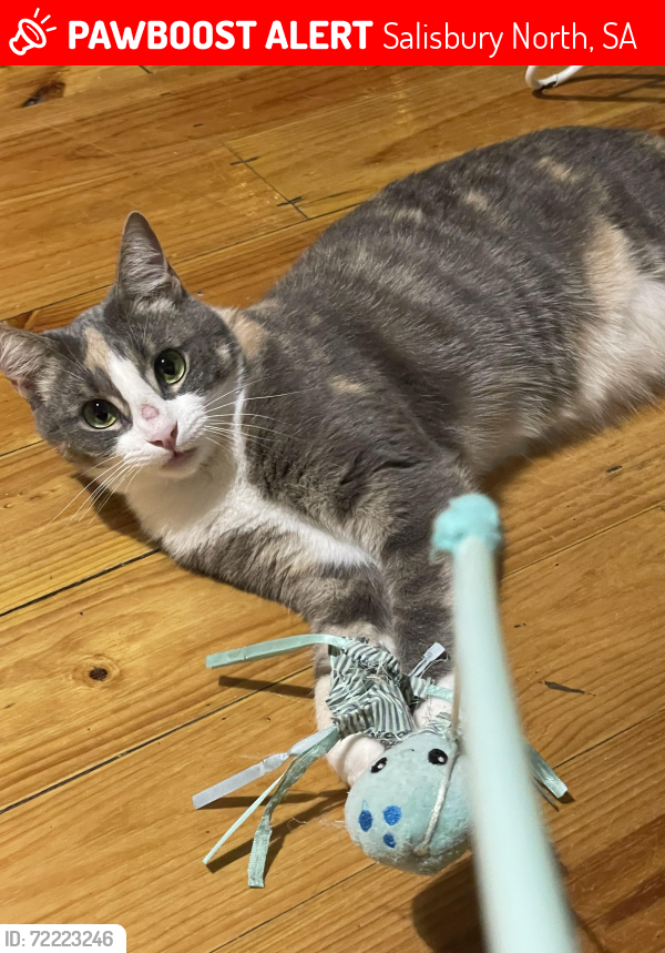 Lost Female Cat last seen Paralowie R - 12 School, Salisbury North, SA 5108