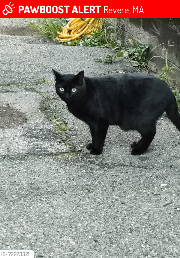 Lost Female Cat last seen Revere, Revere, MA 02151