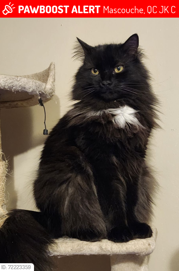 Lost Male Cat last seen Chemin sainte-marie, Mascouche, QC J7K 3C2