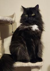 Lost Male Cat last seen Chemin sainte-marie, Mascouche, QC J7K 3C2