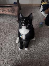 Lost Male Cat last seen Second or fourth street , Albuquerque, NM 87107