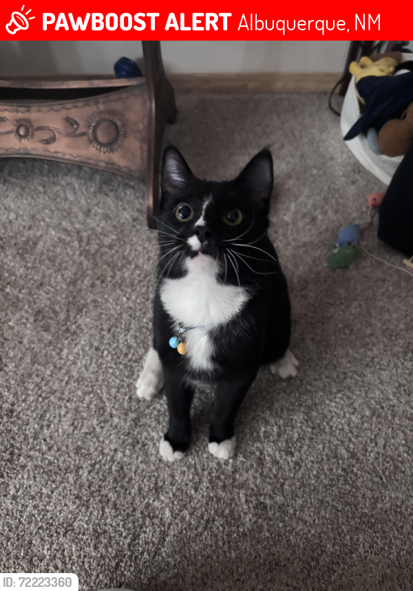 Lost Male Cat last seen Second or fourth street , Albuquerque, NM 87107