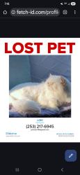 Lost Male Cat last seen 204th ave se & se 281st st , Kent, WA 98042