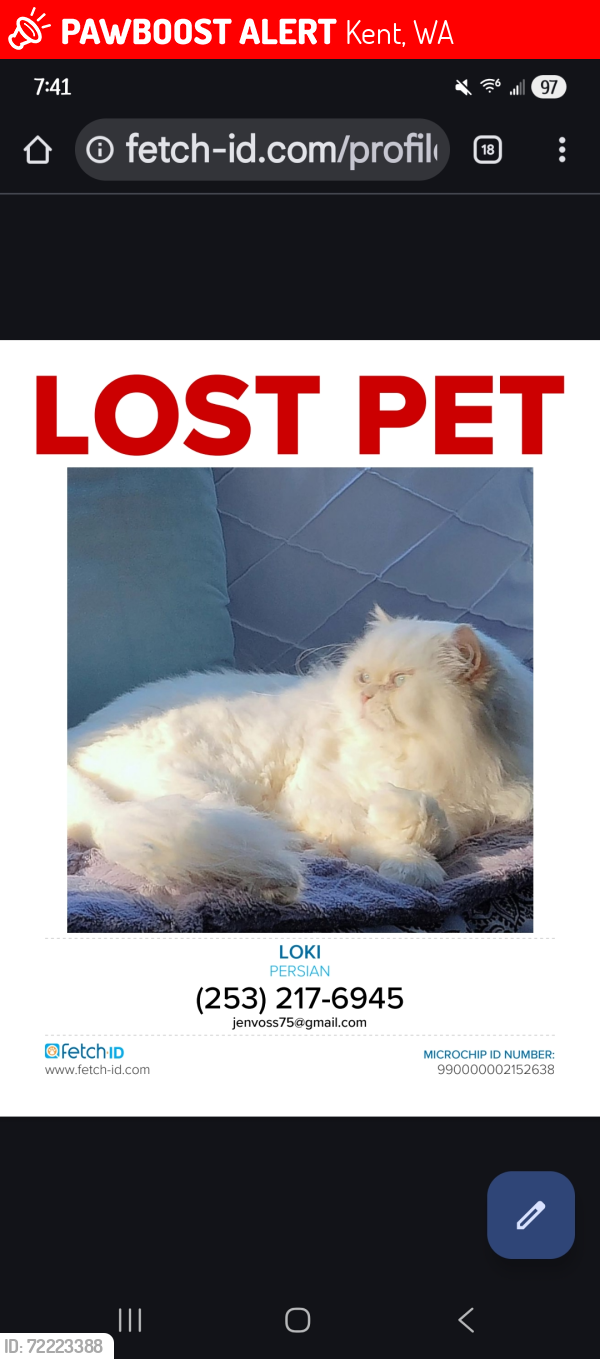 Lost Male Cat last seen 204th ave se & se 281st st , Kent, WA 98042