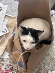 Lost Male Cat last seen Manzanita, Reno, NV 89509