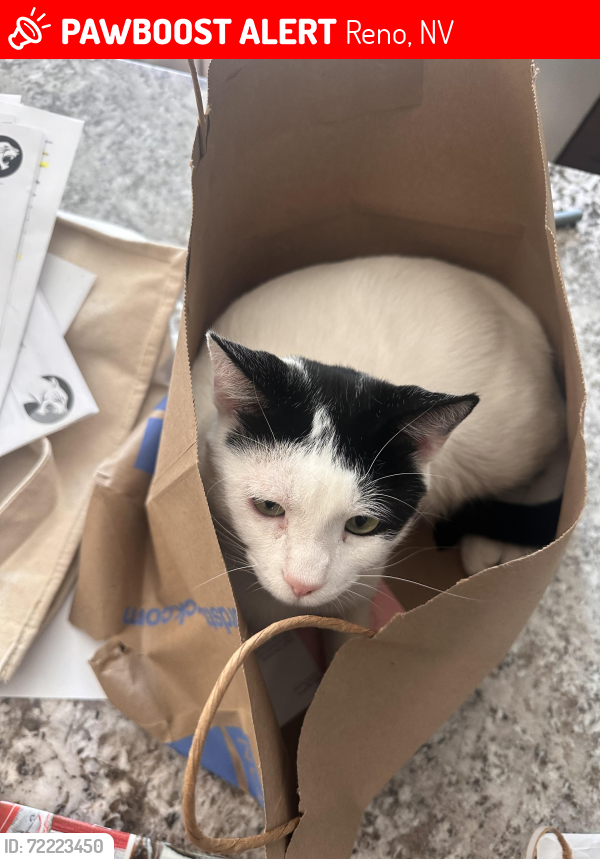 Lost Male Cat last seen Manzanita, Reno, NV 89509
