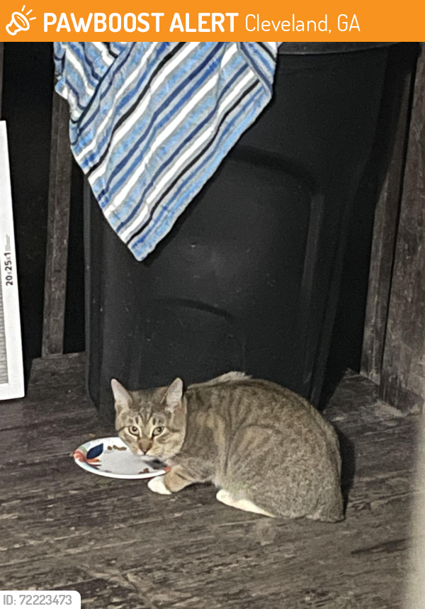 Found/Stray Unknown Cat last seen At the end of Asbury and 115 going towards Dahlonega, Cleveland, GA 30528