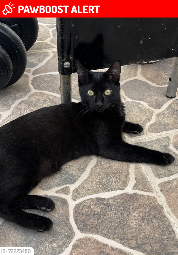 Lost Female Cat last seen Por cordillera Himalaya , San Luis Potosí, S.L.P. 78216