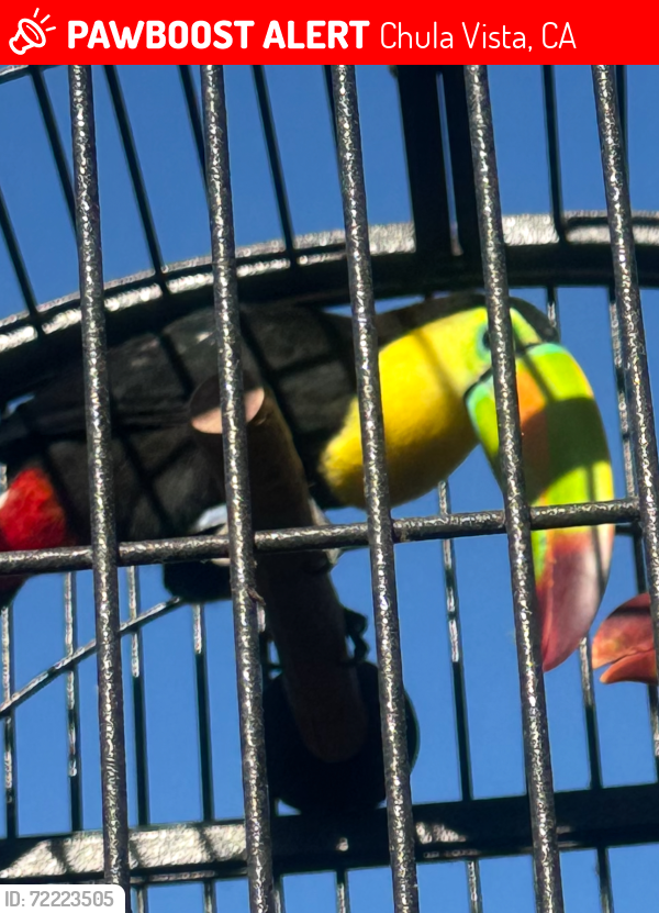 Lost Male Bird last seen Mount Owen Ct. , Chula Vista, CA 91911