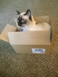 Lost Female Cat last seen Near Roosevelt school , Council Bluffs, IA 51501