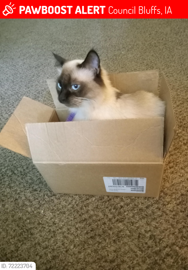 Lost Female Cat last seen Near Roosevelt school , Council Bluffs, IA 51501