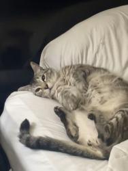 Lost Male Cat last seen Left from Hickory Knoll apts/Berry Knoll area. , Homewood, AL 35209