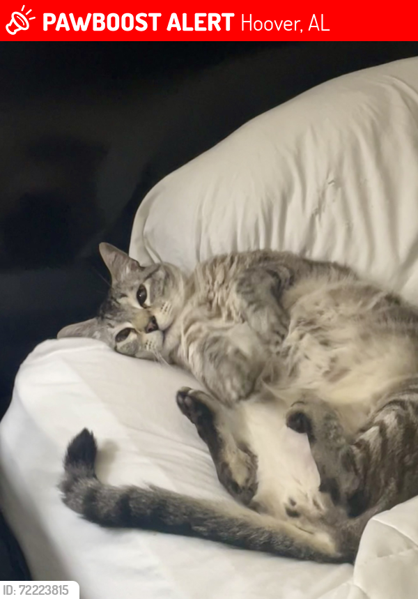 Lost Male Cat last seen Left from Hickory Knoll apts/Berry Knoll area. , Homewood, AL 35209