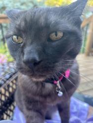 Lost Female Cat last seen Janet Street Brantford , Brantford, ON N3R