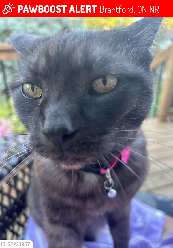 Lost Female Cat last seen Janet Street Brantford , Brantford, ON N3R