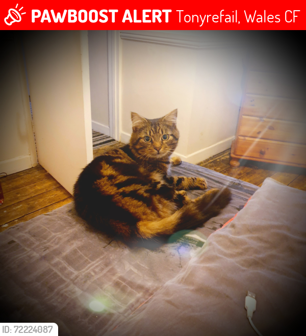 Lost Male Cat last seen Wales, Tonyrefail, Wales CF39
