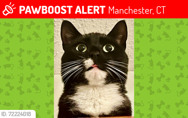 Lost Male Cat last seen Green Hill St, Parker St, Academy, Porter St, Manchester, CT 06040