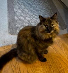 Reunited Female Cat last seen Fairway dr skagit golf and club, Burlington, WA 98233