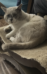 Lost Male Cat last seen Hoover and virgil, Los Angeles, CA 90027