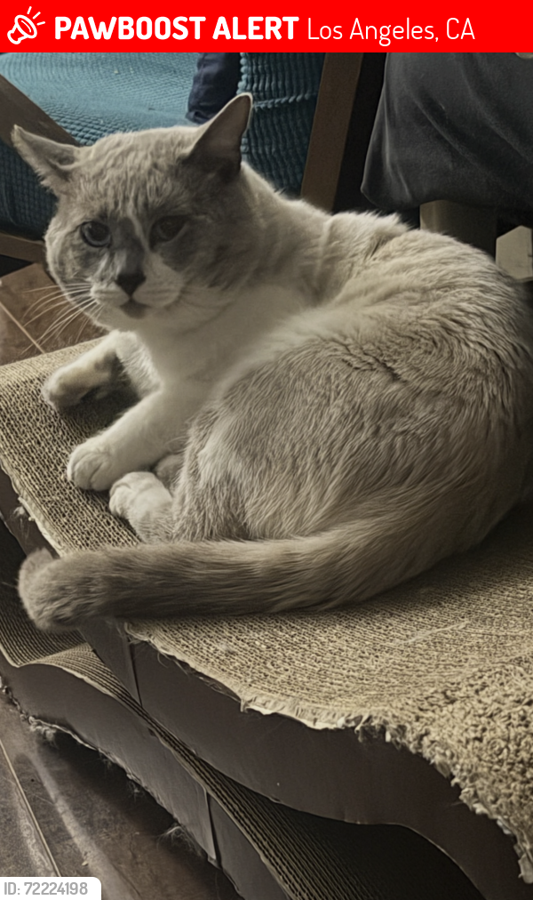 Lost Male Cat last seen Hoover and virgil, Los Angeles, CA 90027