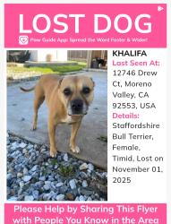 Lost Female Dog last seen Graham , Moreno Valley, CA 92553