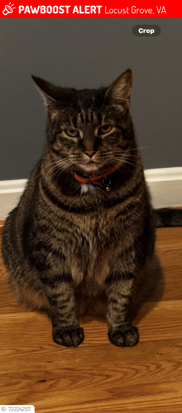 Lost Female Cat last seen Germanna HWY and flt Run Road, Locust Grove, VA 22508