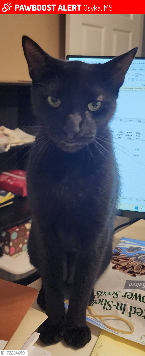 Lost Male Cat last seen Pumping Station rd and blazo rd, Osyka, MS 39657
