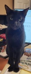 Lost Male Cat last seen Pumping Station rd and blazo rd, Osyka, MS 39657