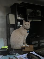 Lost Male Cat last seen Near White St Dillard GA 30537, Dillard, GA 30537