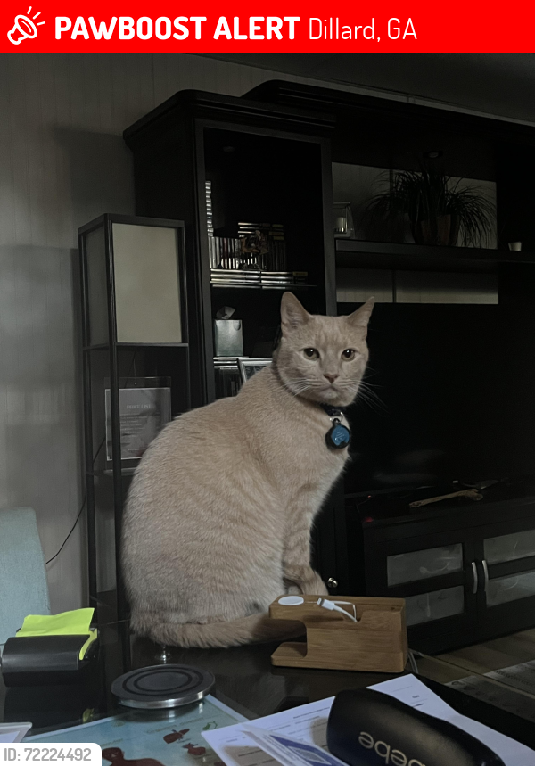 Lost Male Cat last seen Near White St Dillard GA 30537, Dillard, GA 30537