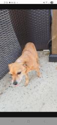 Found/Stray Male Dog last seen San Juan and E Commerce , Sacramento, CA 95834