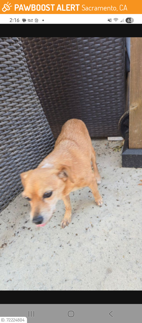 Found/Stray Male Dog last seen San Juan and E Commerce , Sacramento, CA 95834