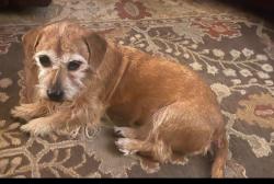 Lost Male Dog last seen West side of FM-9 , Waskom, TX 75692