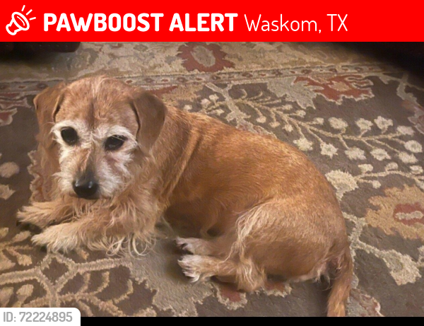 Lost Male Dog last seen West side of FM-9 , Waskom, TX 75692