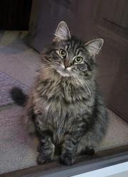 Lost Male Cat last seen Frey Ave near Kimble, Vestal, NY 13850