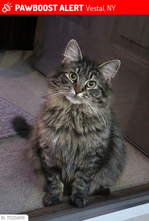 Lost Male Cat last seen Frey Ave near Kimble, Vestal, NY 13850
