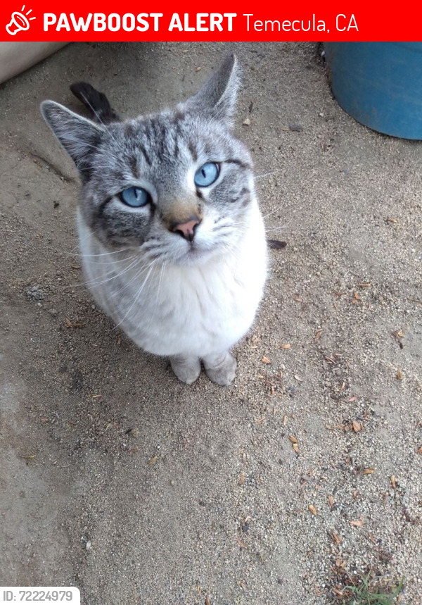 Lost Male Cat last seen Pool area by building 500, Temecula, CA 92591