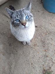 Lost Male Cat last seen Pool area by building 500, Temecula, CA 92591