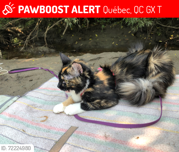 Lost Female Cat last seen Near McCartney, Québec, QC G1X 3T2