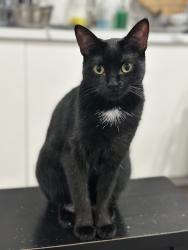 Lost Female Cat last seen Starling blvd and Hawstone rd, Vellore Woods, Vaughan, ON L4H 2V4