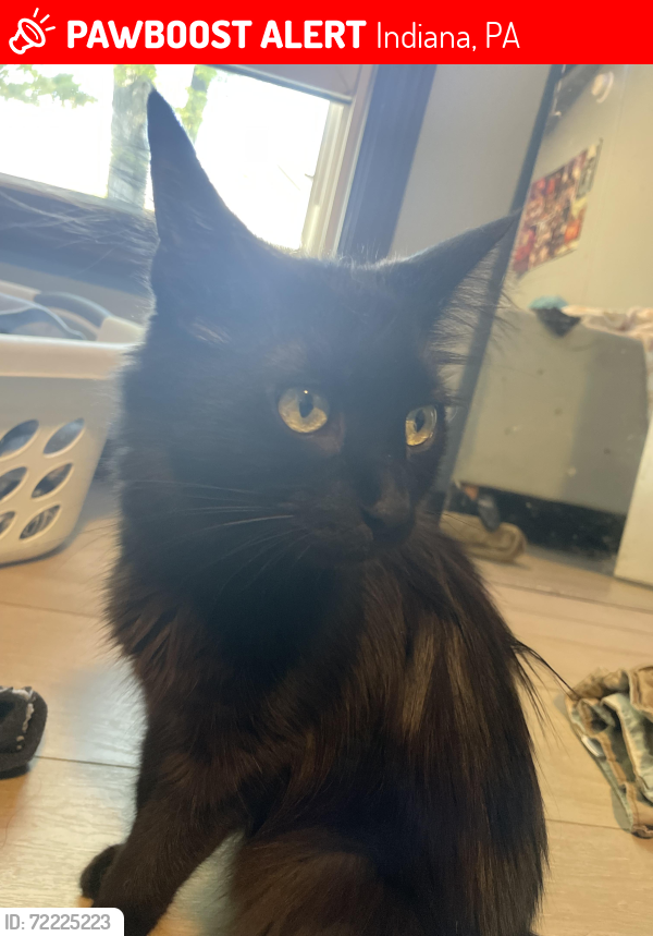 Lost Female Cat last seen Near Taco Bell, Indiana, PA 15701