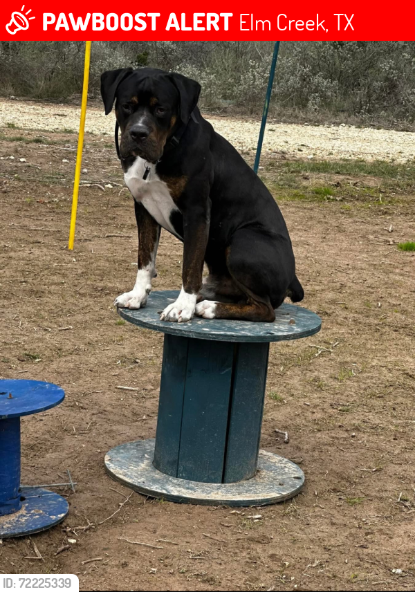 Lost Male Dog last seen Highway, 277 Eagle Pass, Texas, Elm Creek, TX 78852