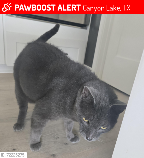 Lost Male Cat last seen Moerike Rd & Johnson Rd, Canyon Lake, TX 78133
