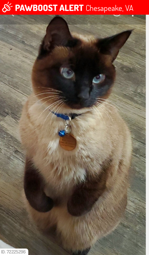 Lost Female Cat last seen Kings Ford Neighborhood, Great Bridge Boulevard and Riverwalk Parkway, Chesapeake, VA, Chesapeake, VA 23320