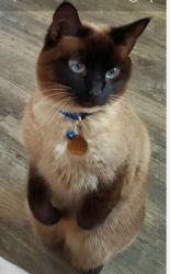 Lost Female Cat last seen Kings Ford Neighborhood, Great Bridge Boulevard and Riverwalk Parkway, Chesapeake, VA, Chesapeake, VA 23320